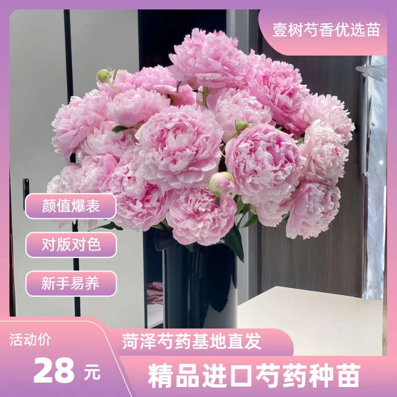 【进口芍药莎拉】种苗源头直发保对版盆栽庭院阳台花卉鲜花办公室