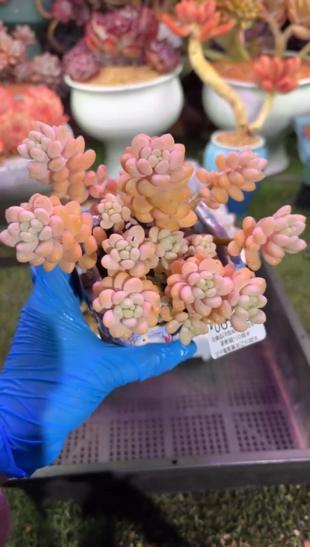 【闪购商品】06560