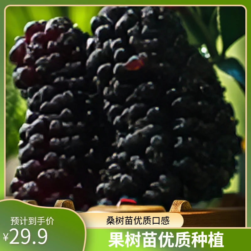 桑树果树苗优质品种多台湾长果桑，白玉王，大十种植结果优质口感好