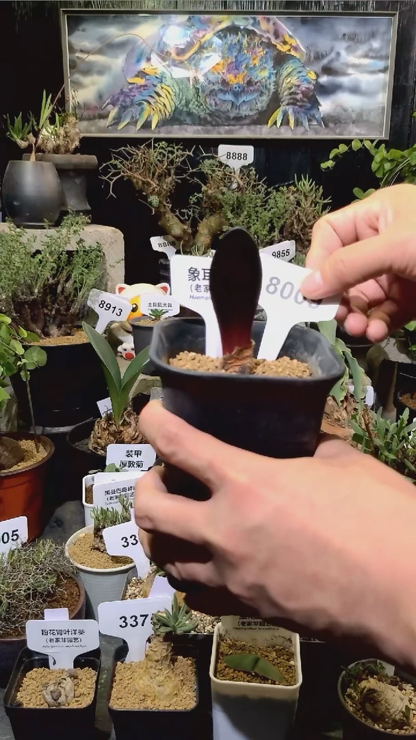 8009号1204福利象耳血莲