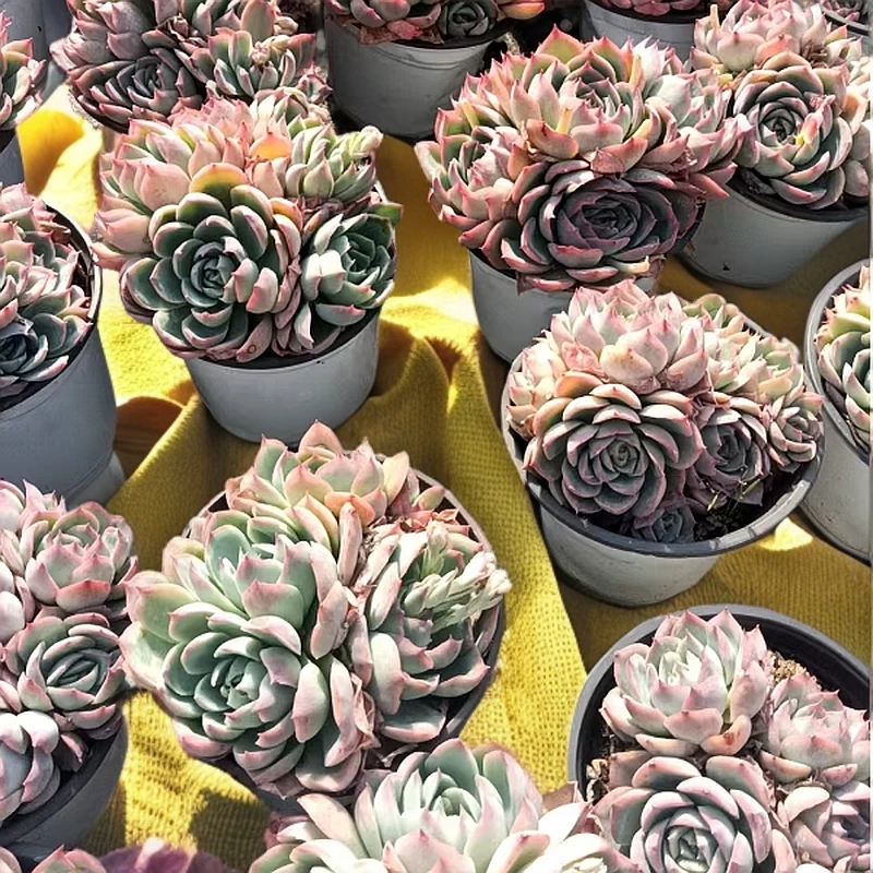 侧影 新手必拍 新手好看好养 昆明发货精品多肉植物