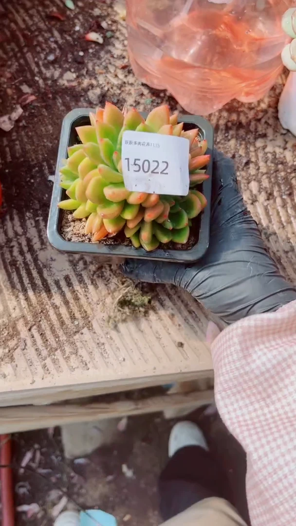 付跃跃精品多肉15022