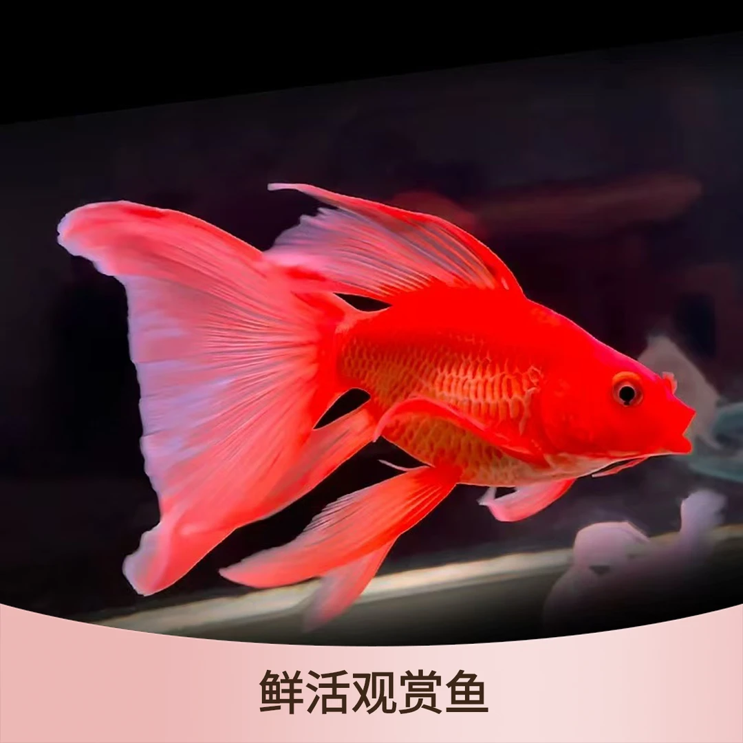 台湾红色蝴蝶鲤大尾鳍冷水观赏鱼苗易养耐活体