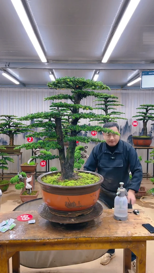无花朵精品盆景 一物一拍