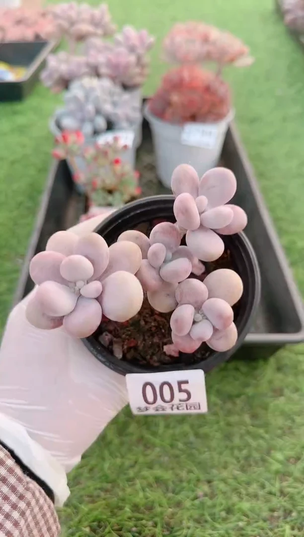 【闪购商品】梦会多肉一物一拍