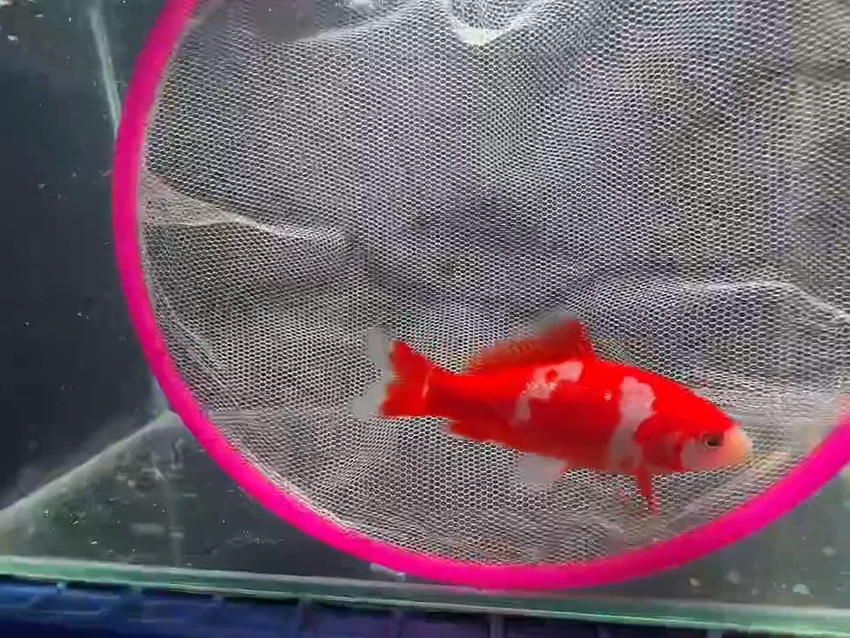 金鱼短尾草金专拍链接黄牌子104