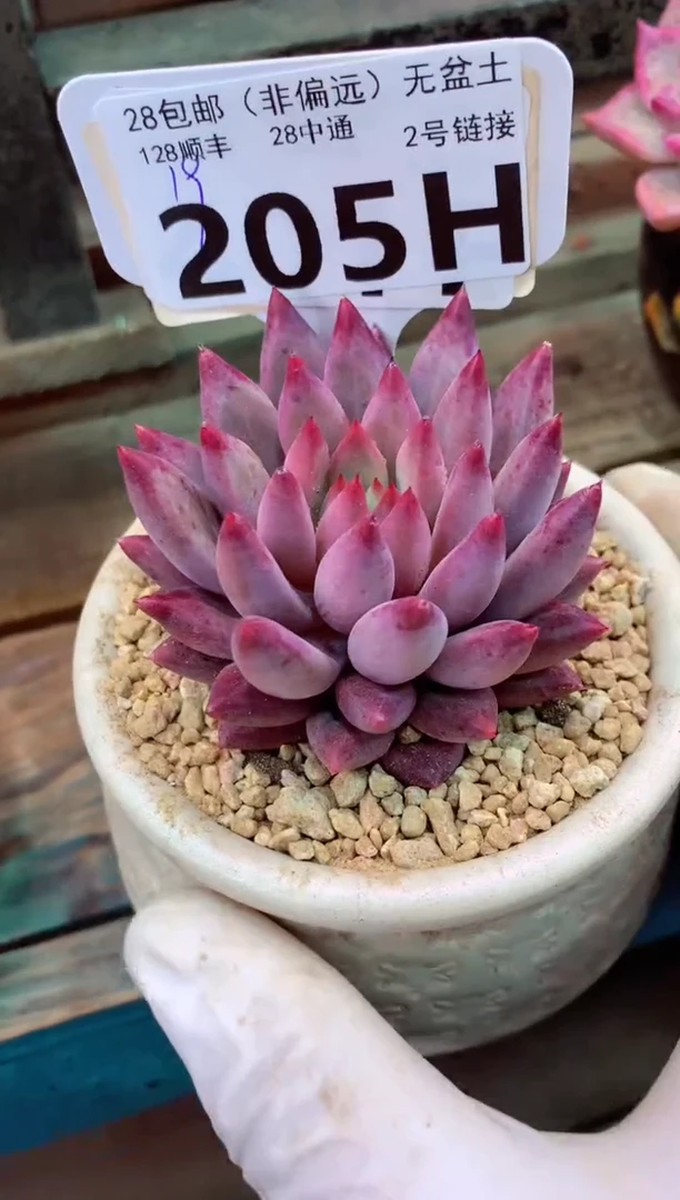 205H（一物一拍，精品多肉，w所见即所得 ）
