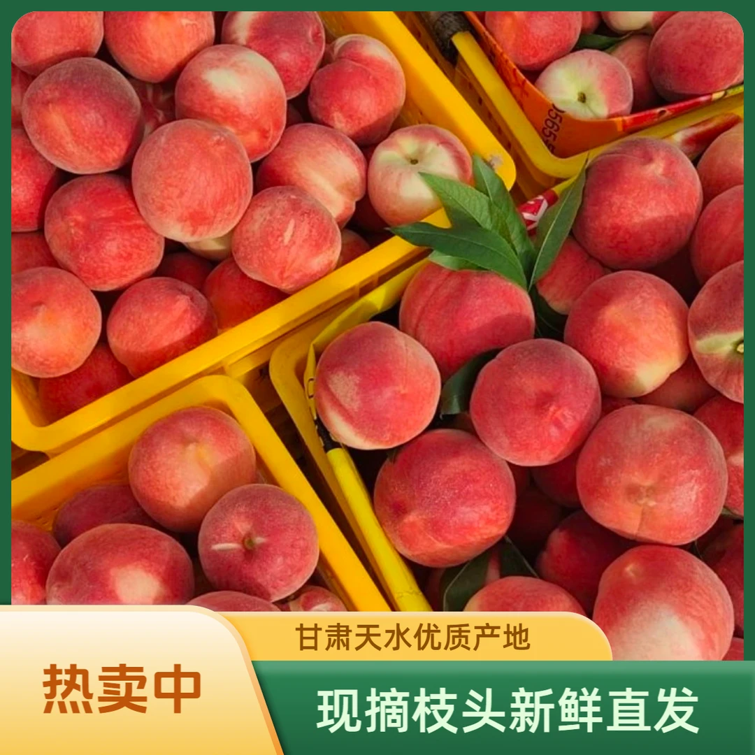 【福利放量款】天水秦安北京七号高山地蜜桃现摘枝头果当季丑苹果