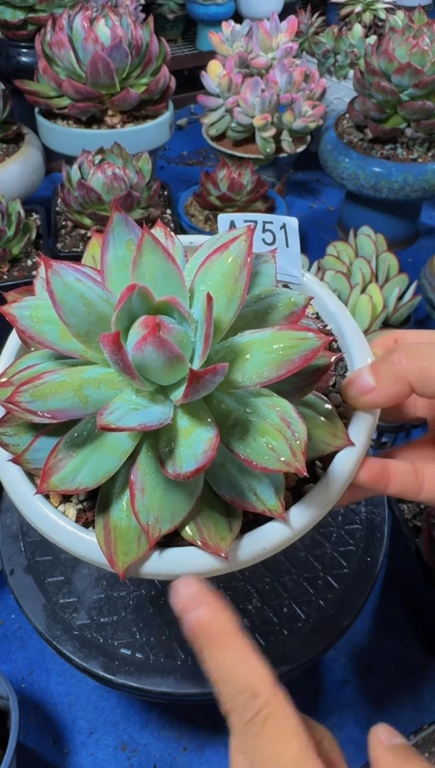 A751惊鸿仙子（裸根发货）