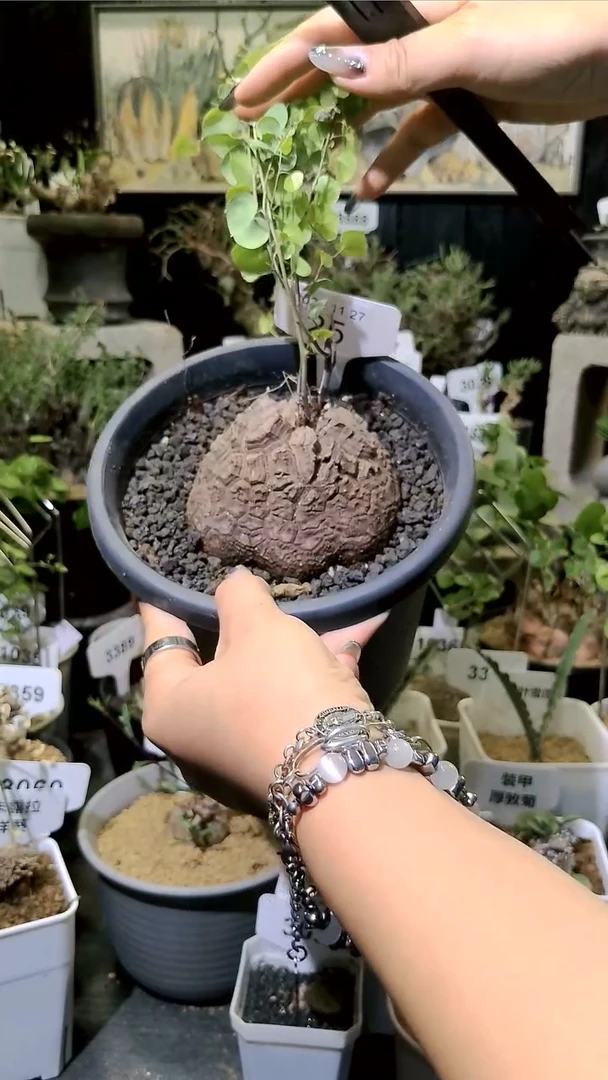25号1127福利南非龟甲龙单颗