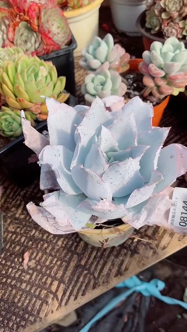 淡*菊跃跃精品多肉08144