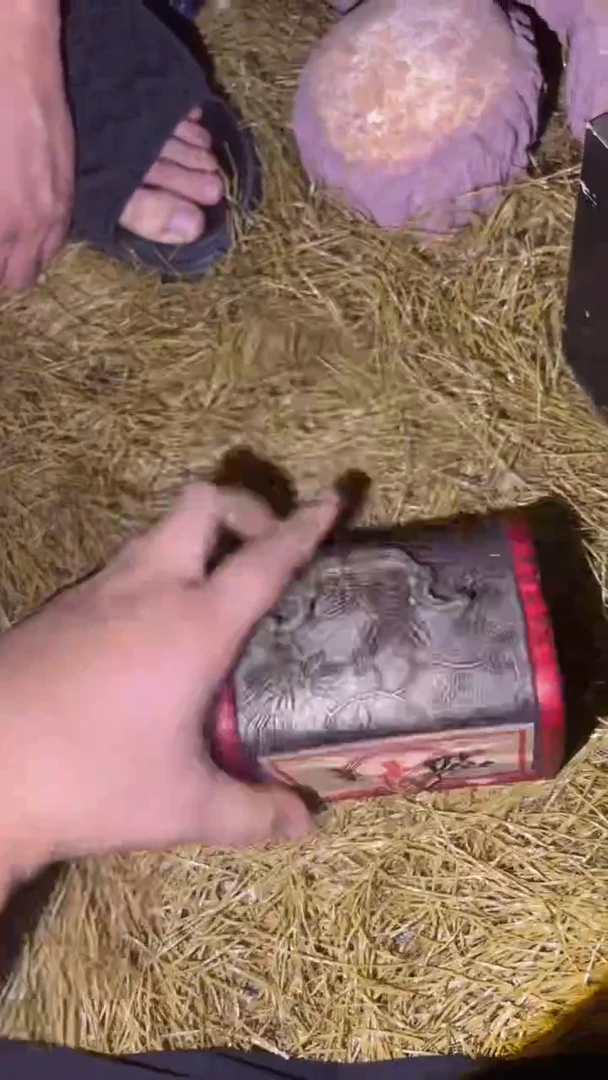 崩豆崩豆嘎嘎牛波