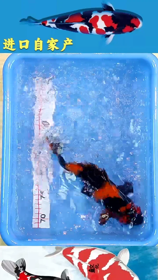 锦鲤2025/12/18悦鲤阁甄选锦鲤--24