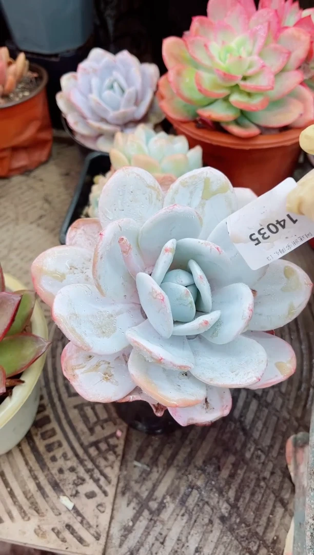 14035多肉植物一物一拍