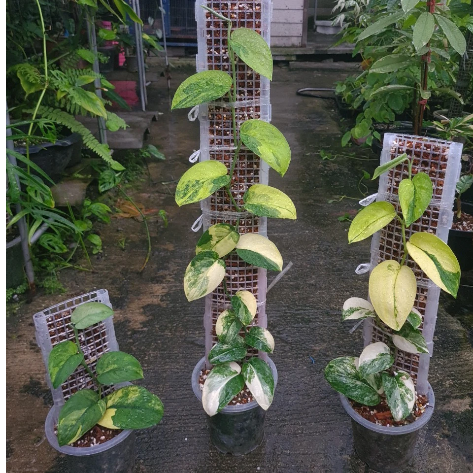 植物爬藤架水苔柱龟甲龙绿萝月季山乌龟麒麟尾支撑杆常春藤龟背竹