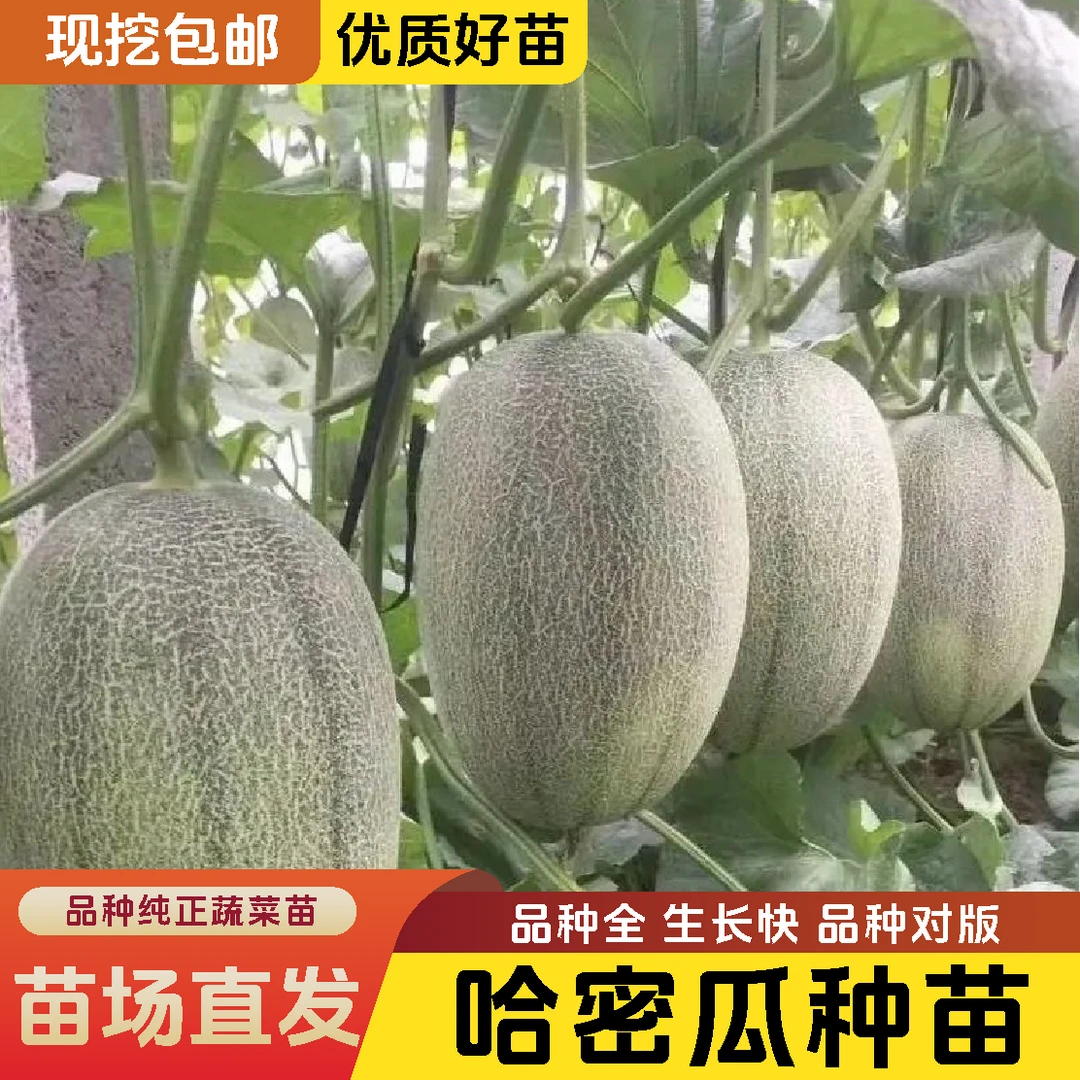 奶香超甜哈密瓜苗