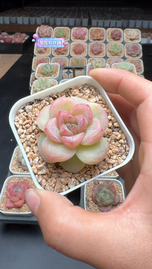 【闪购商品】725A物拍多肉带盆土6.5杯拍3颗包柚