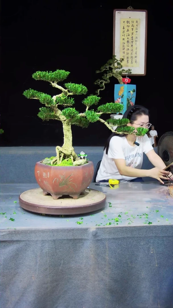 无花朵季*广东揭阳雀舌黄杨盆景