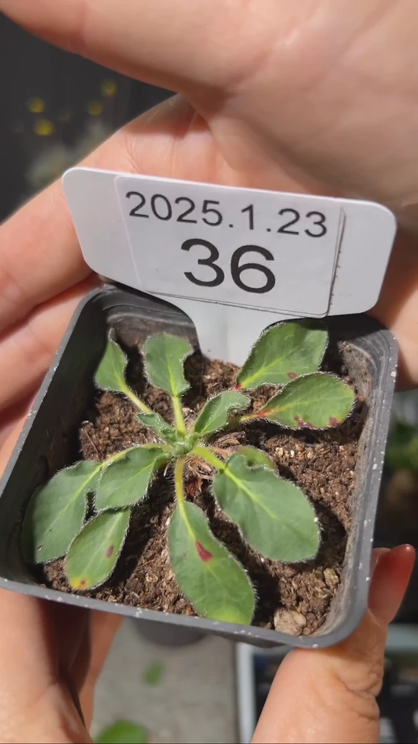 【闪购商品】玫瑰洋葵母本1.23.36