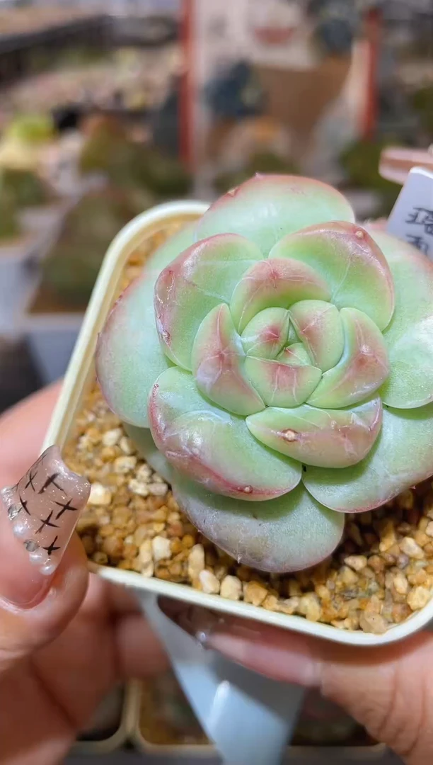 【闪购商品】241珍妮多肉