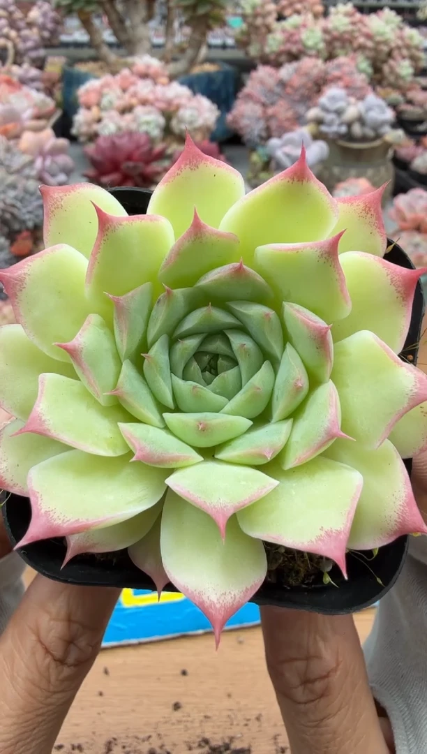 东云多肉园二店-364