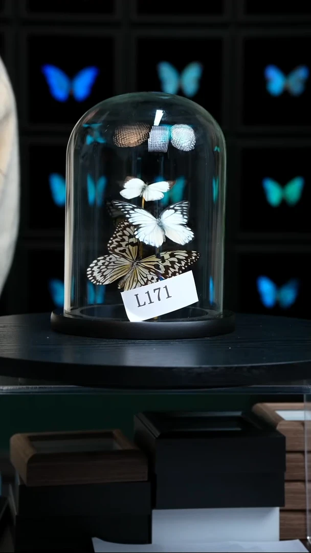 蝴蝶标本摆件竞拍L171