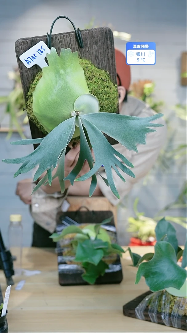 完全开放A745 黄月sp