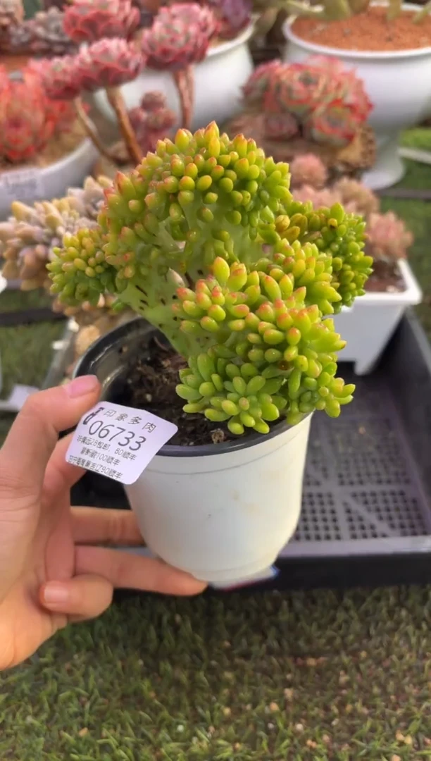 【闪购商品】06733