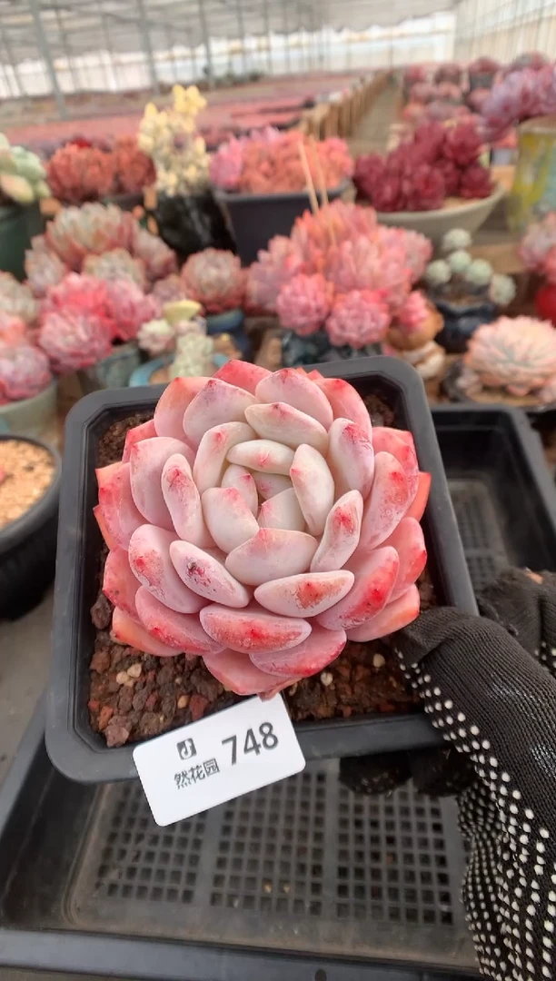 748星橙多肉植物一物一拍