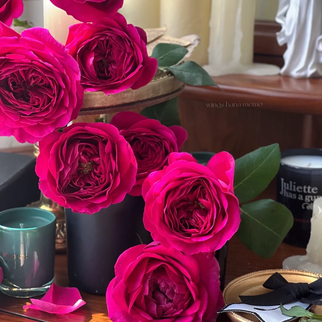 （伊芙伯爵-单头玫瑰）玫瑰云南基地直发生活鲜花