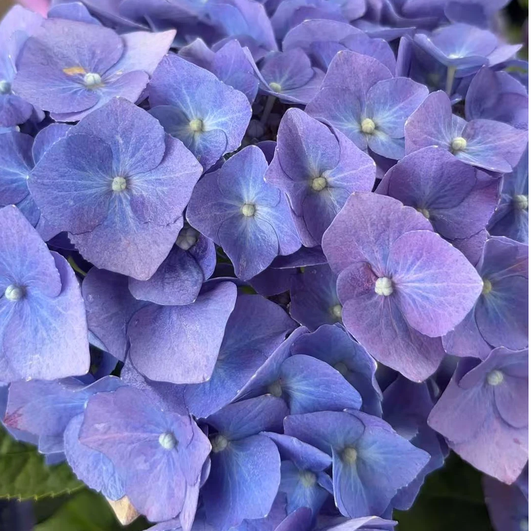 【嘉遇】蓝紫色贝拉绣球 高盆5加  后期会变色 带花苞发货 阳台庭院