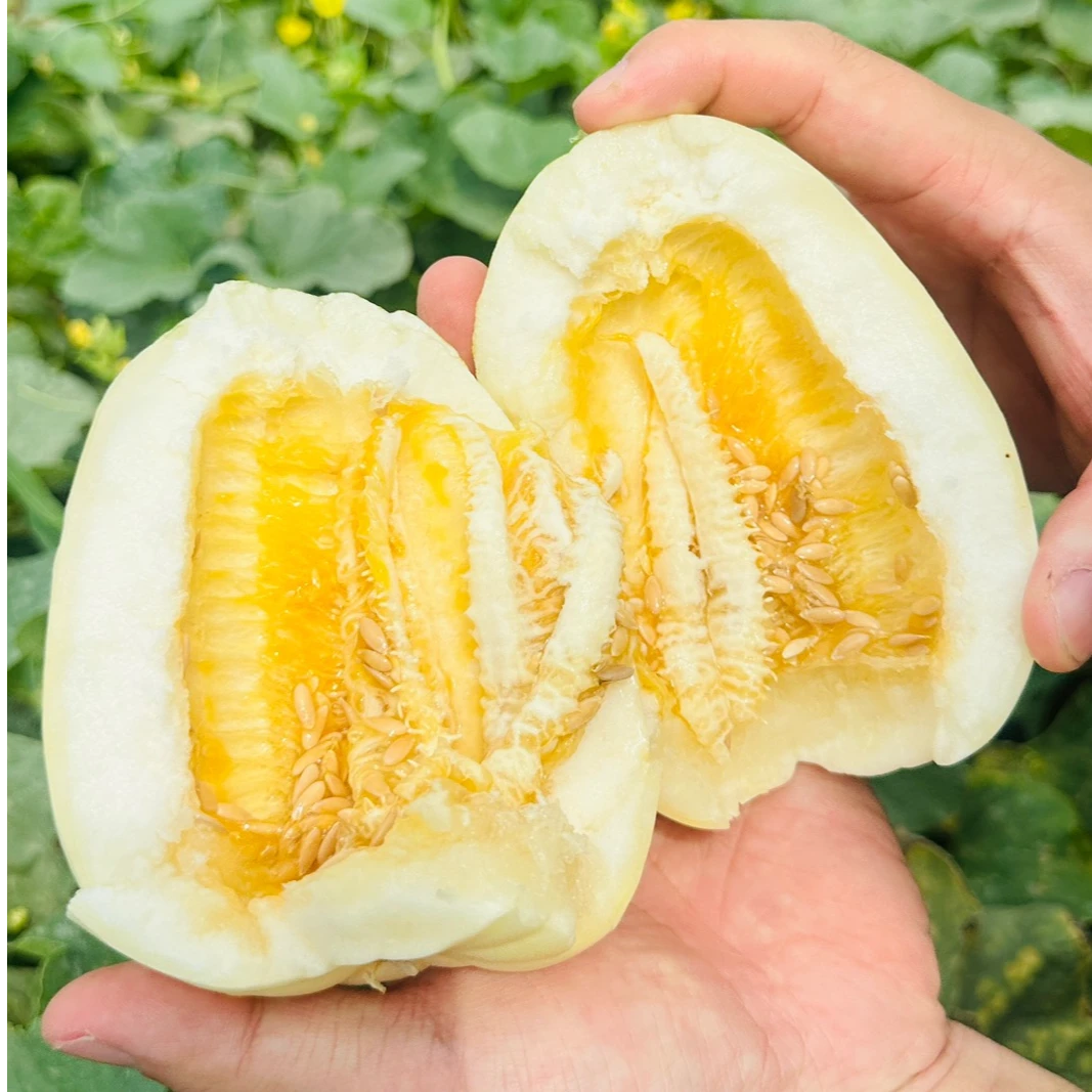【顺丰包邮】正宗巴盟白莲脆香瓜产地直发清香脆甜现摘现发