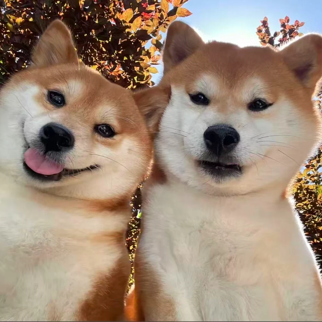 （静心犬舍）狗狗活体链接