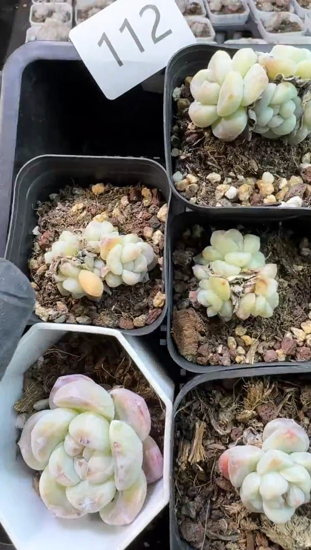 【闪购商品】112号到手1框-江北多肉