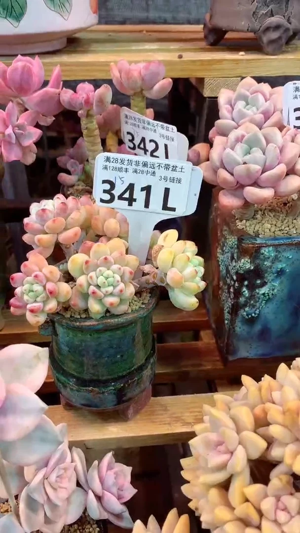3451L（一物一拍，精品多肉，所见即所得 ）