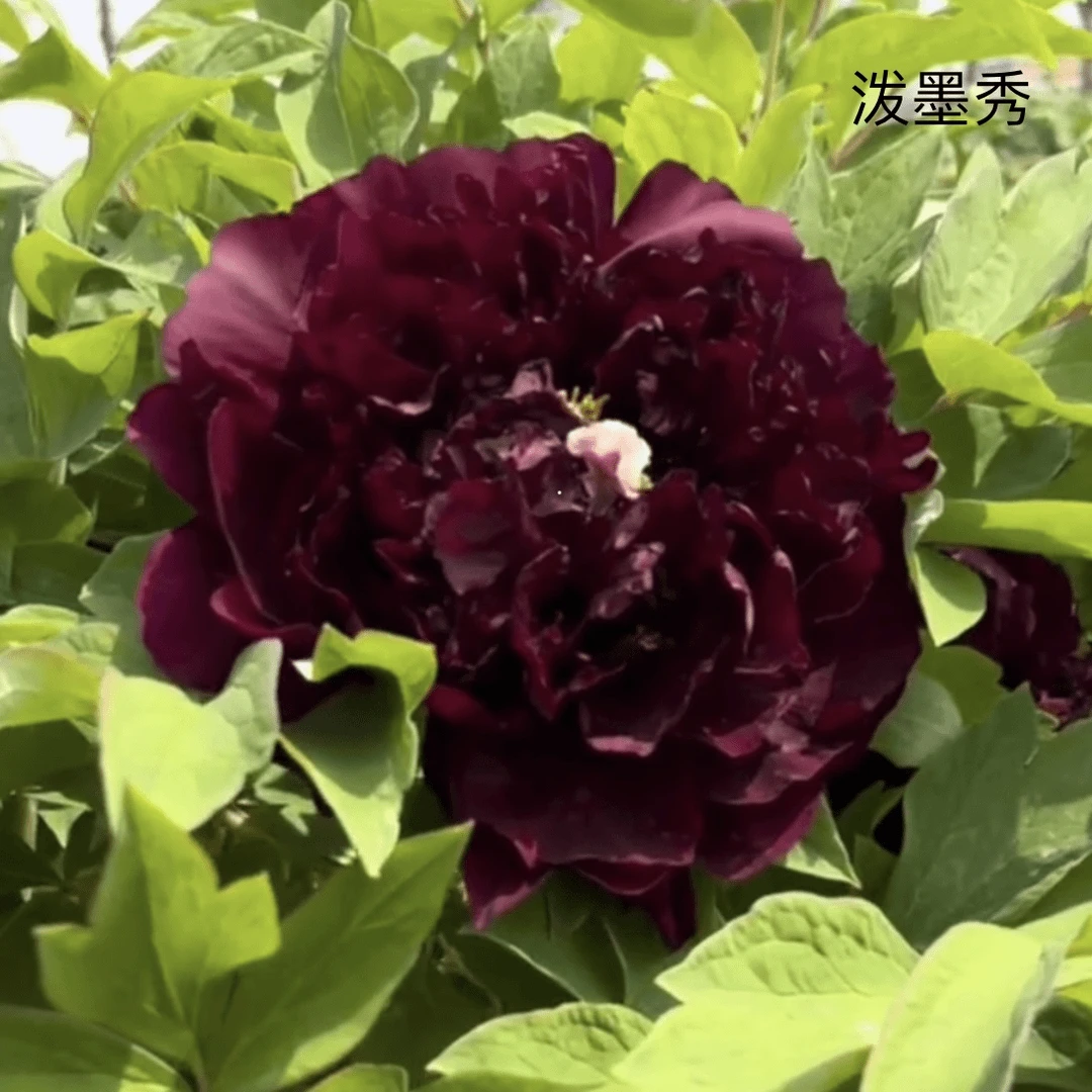 {泼墨秀}正宗洛阳重瓣牡丹花苗北方耐寒盆栽地栽室内庭院花卉牡丹