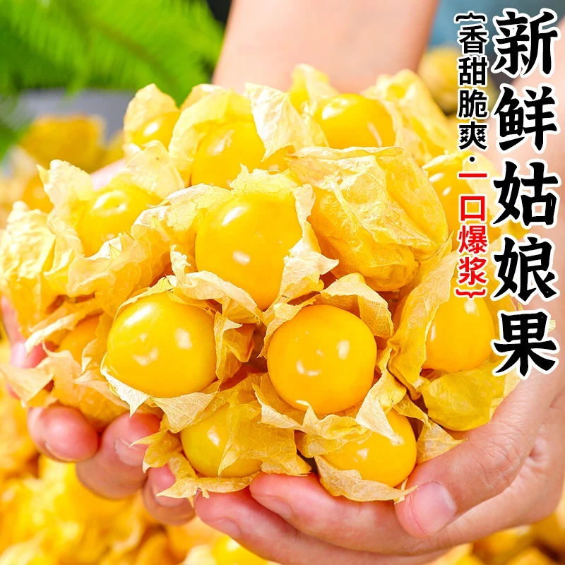 【姑娘果】东北头茬姑娘果灯笼果250g+ 约30-45个