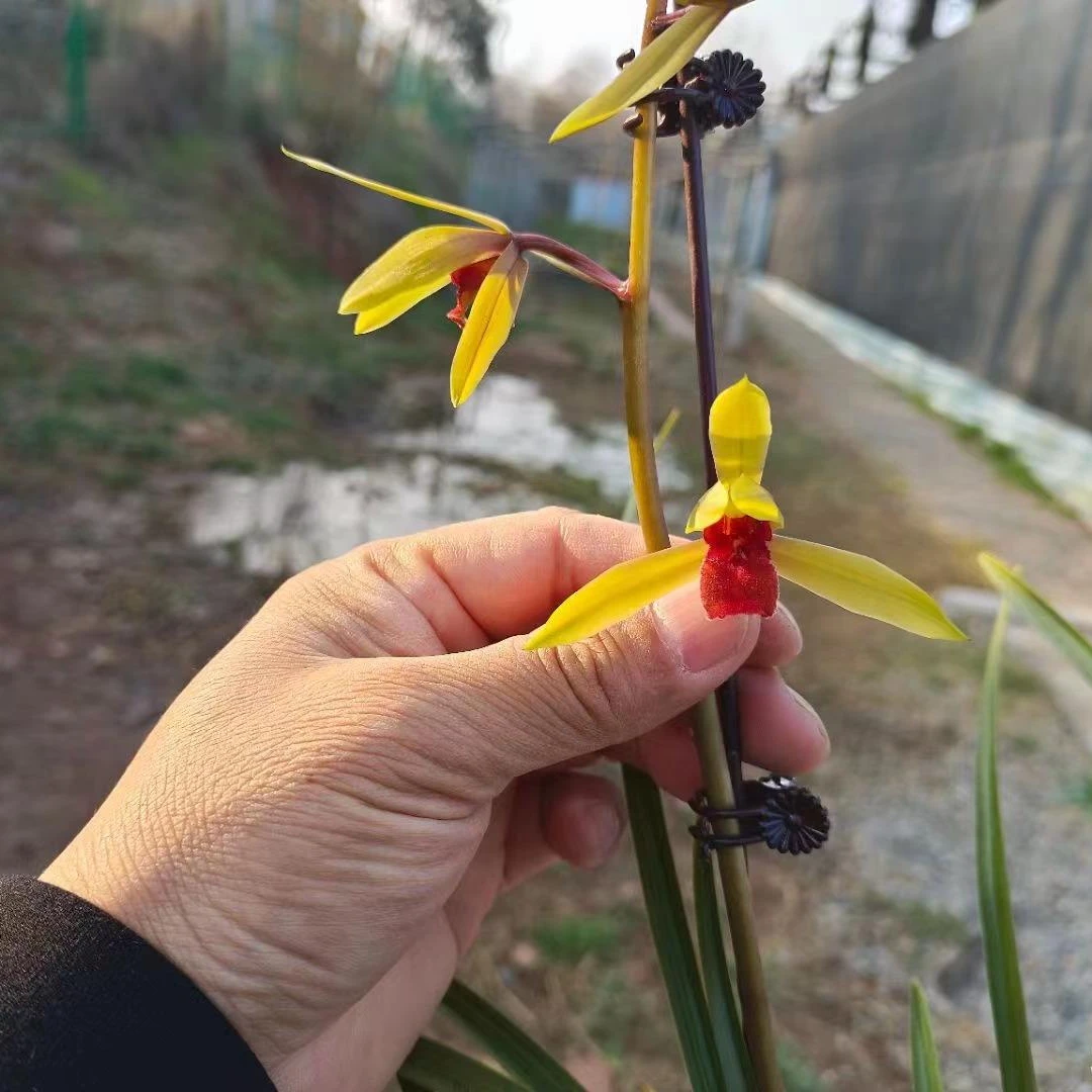 叠翠兰苑精品蕙兰直播间一物一拍（下单链接）