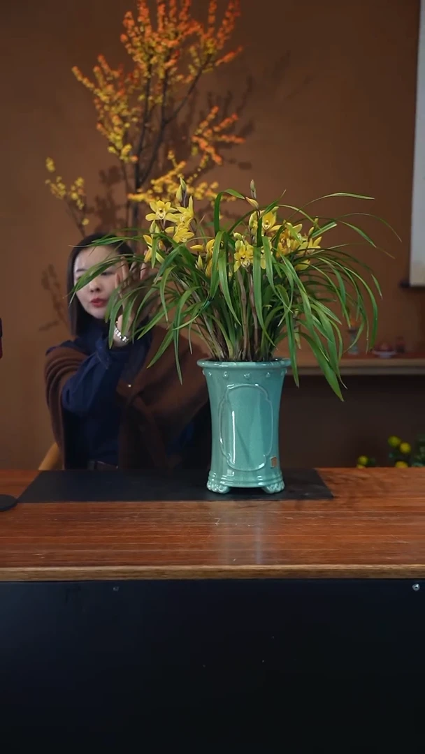 全部花朵黄莺盆景盆景盆景