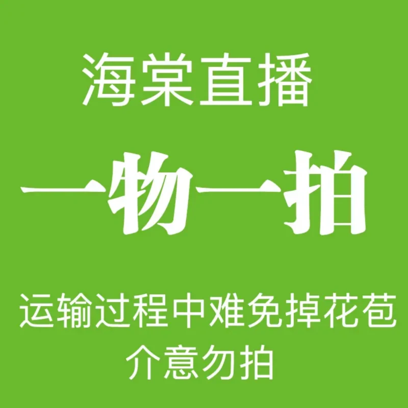 【1号链接】海棠直播间 一物一拍 土球发货
