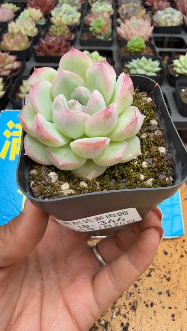 东云多肉园二店-346