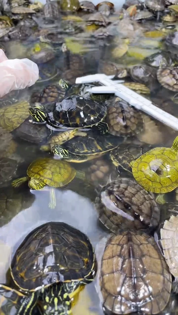 不分公母宠物龟草龟6元一只