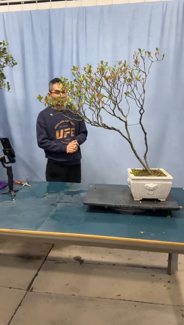 【闪购商品】盆景春花