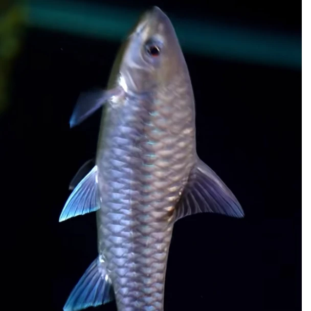 保山、异口、国结，各两条，送一条国结。