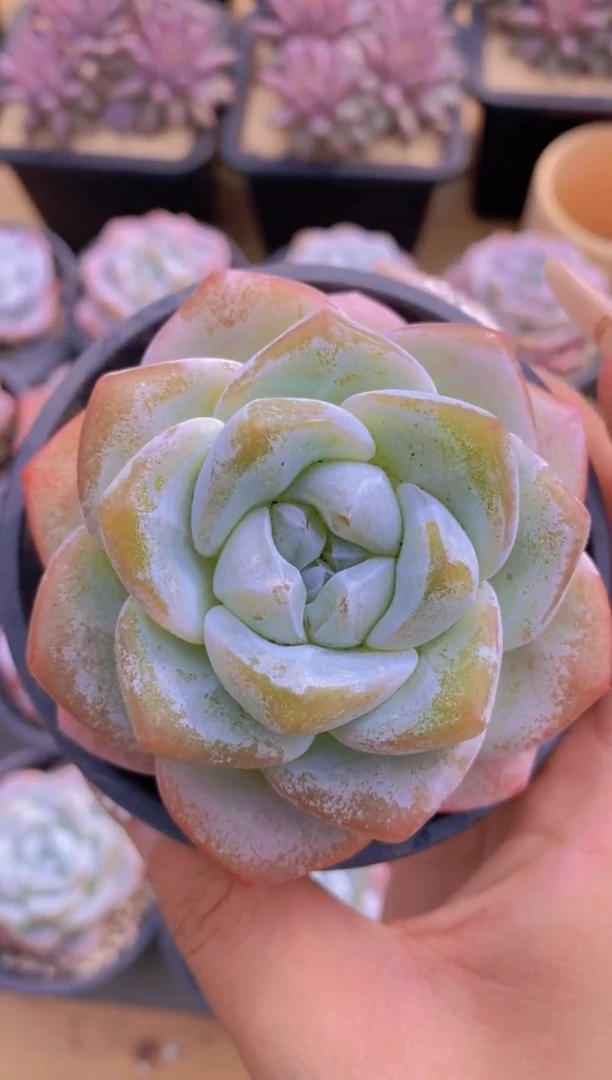 139-果汁冰橙单头（量拍）