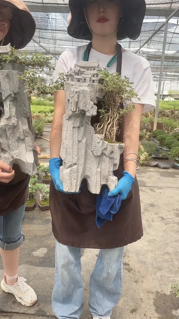 无花朵大房子六月雪  盆景