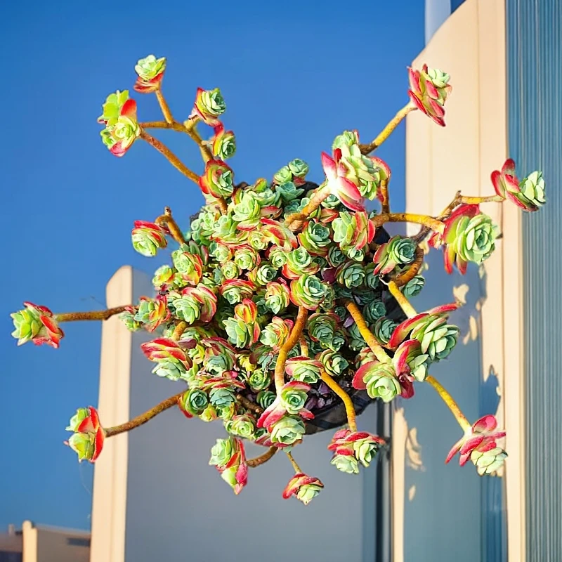 圆叶薄化妆（多肉植物）16厘米  新手好养殖 耐高温低温 不挑土壤