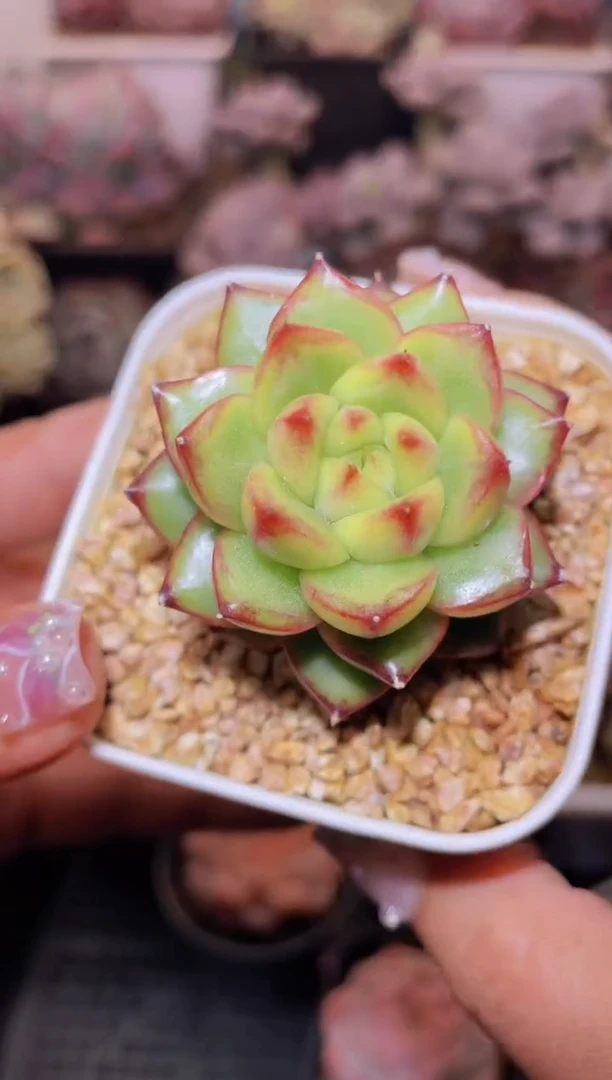 【闪购商品】393糖果珍妮