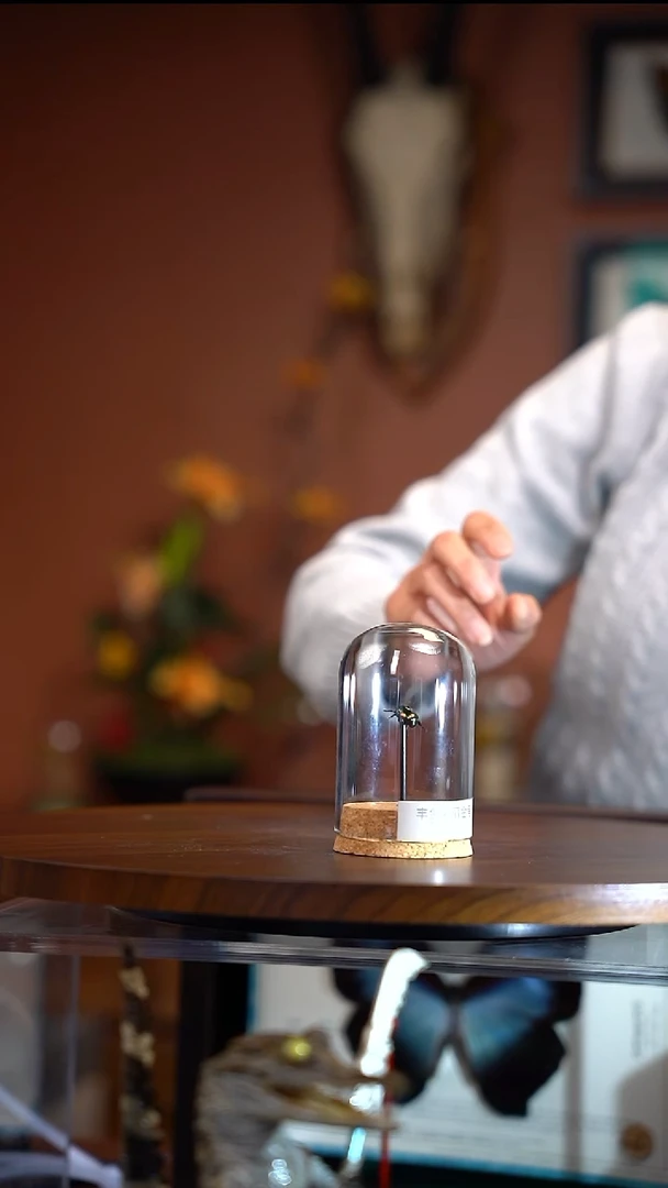 Z162    丰丽彩金龟