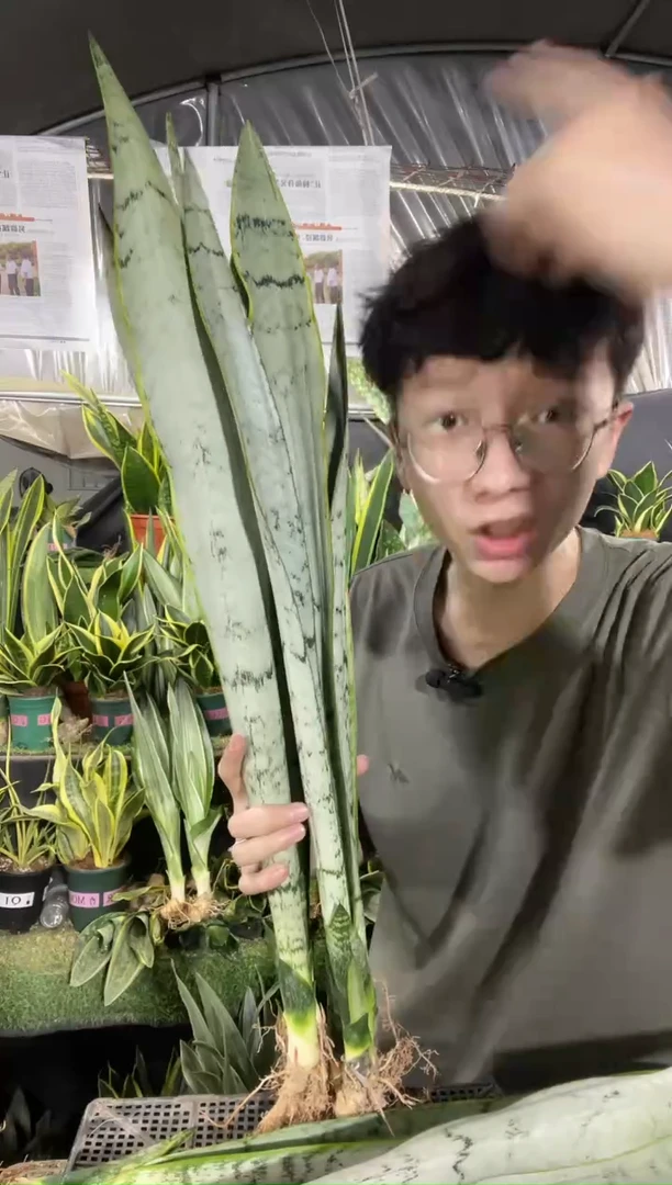 白金裸根60cm起3棵25.8